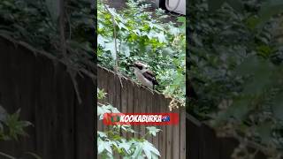 Kookaburra Bird Sound Sydney Australia🇧🇩BuluVaiya NadirShou australia birds kookaburra [upl. by Ttezil]