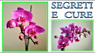 ORCHIDEA tutti i trucchi ed i segreti per curarla farla fiorire e riprodurre orchidee phalenopsis [upl. by Stoecker]