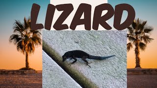 Lizard wildlife lizardlizardlife vanlife vanlifetravels naturemichele micheleampjame [upl. by Ekusuy]