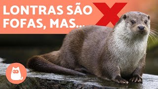 LONTRA DE ESTIMAÇÃO porque NÃO TER UMA 🚫 [upl. by Tonina]