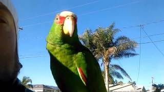 my 8 month old white fronted amazon parrot [upl. by Yrneh]