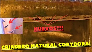 COMO REPRODUCIR CORYDORAS Método NATURAL SIN cambio de agua SIN calentador y BARATO Parte 4 [upl. by Goss]