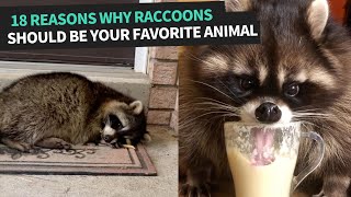 Funniest Raccoon Video Compilation 2022 [upl. by Stokes876]