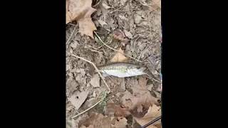 Chattahoochee River Bank FishingFall Spotted Bass [upl. by Lledor]