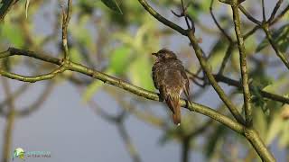 Singing Horsfields BronzeCuckoo [upl. by Humo798]