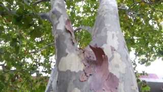 Platanus x acerifolia  top 10 fast growing trees  Platan HD video 07 [upl. by Oremar506]