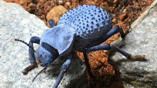 Blue DeathFeigning Beetle UPDATE [upl. by Nodnart]