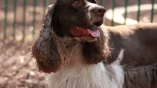 Cocker Spaniels The Ultimate Guide [upl. by Bergmans]