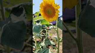 BAHÇEDE AYÇİÇEKLERİ AÇMAYA BAŞLADI sunflower garden bahçe [upl. by Fidelas]