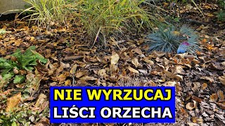 Nie Wyrzucaj Liści Orzecha Jak Wykorzystać Liście Orzecha Włoskiego Ściółkowanie Kompostowanie [upl. by Wende641]