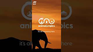 Get Ready for Animalympics Season 2 🐾🌟animalympics shorts animals olympics  Animal Planet [upl. by Hahnke]