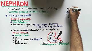 nephron structure And Functions Class 12 Biology [upl. by Craw]