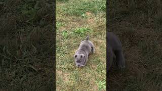 NO MORE SWIMMERS LEGS OR SWIMMERS FEET dog bullybreeding dogbreed puppy dog americanbully [upl. by Nosredneh]