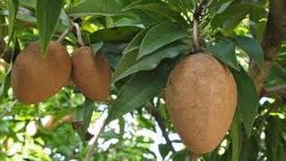 Growing Sapodilla aka Xa Po Che Chico Sapote in Arizona [upl. by Lledroc]