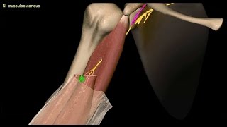 Obere Extremität  Plexus brachialis  Verläufe der Nerven 24  3D [upl. by Kristian]