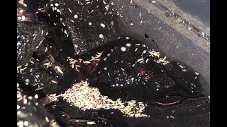 How to Culture Springtails Care Feeding and More [upl. by Hamian197]