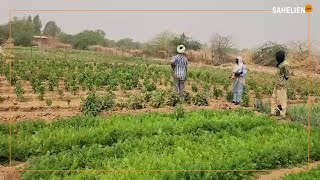 Mali  à Ménaka les maraichers veulent relever le défi de l’autosuffisance en légumes [upl. by Lesnah133]