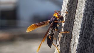 Worlds Largest Hornet The Asian Hornet animals shorts hornet [upl. by Birkett]