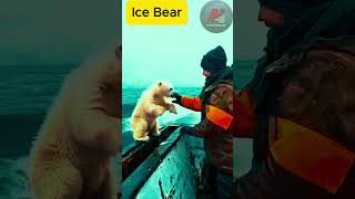 Ice bear in ocean shortsvideo natural viralvideo [upl. by Seagrave643]