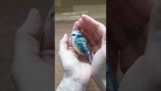 Mésange en laine cardée tuto vidéo complet sur Instagram helenazaichik [upl. by Airtened]