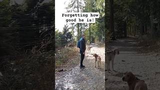 When your dog is so good dog hiking cute funny hound best [upl. by Lincoln758]