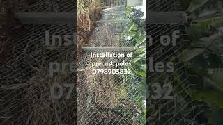 Precast pole fences chainlinkfencingservice gardening prestressedconcrete chainlinkfence [upl. by Tal]