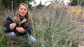 Perovskia atriplicifolia Russian Sage [upl. by Ysus]