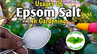 What Is Epsom Salt  How To Use Epsom Salt  Magnesium Sulphate  Organic Fertilizer [upl. by Immij]