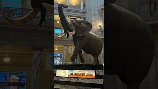 Smithsonian Museum of Natural history in Washington DC [upl. by Alica]