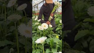 How to pick gerbera flowers shorts satisfying [upl. by Oninotna]