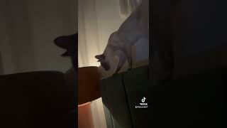 Zoomies catvideos kitten funny zoomies catsofinstagram missionimpossible [upl. by Miehar]