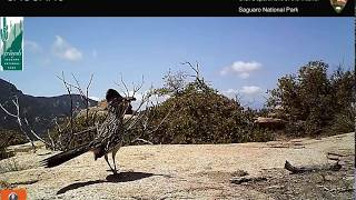 Saguaro National Park wildlife camera footage Part 1 [upl. by Michon]