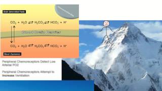 Altitude Adaptation of Central Chemoreceptors [upl. by Arondell270]