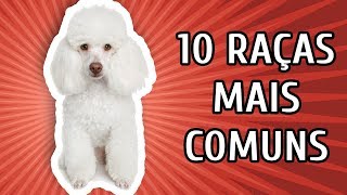 10 RAÇAS DE CACHORRO MAIS COMUNS NO BRASIL [upl. by Stella]