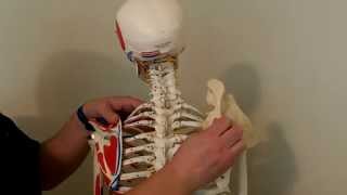 Rhomboid Muscle Actions and HOW Clavicular Joints Determine Motion [upl. by Daryle462]