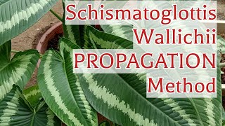 How I Divide And Propagate Schismatoglottis Wallichii House Plant [upl. by Marika675]