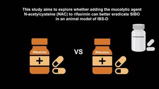 Low dose rifaximin with Nacetylcysteine is superior to rifaximin alone in a rat model of IBSD [upl. by Cargian]