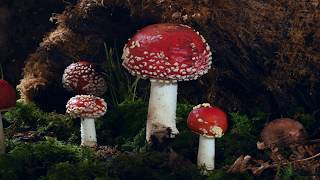 Group of 5 Fly agaric growing time lapse on Beech forest floor Amanita muscaria filmed over 5 Days [upl. by Bibbye339]