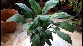 How to growrepottransplant Peace lilySpathiphyllum plant [upl. by Vey]