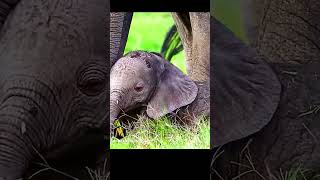 Baby Elephant 🐘பாட்டியின் குட்டு babyelephants elephantintelligence animalshorts shorts [upl. by Boycie]