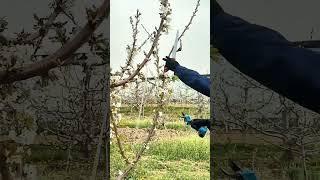 Satisfying Process Of Pruning Cherry Trees With A Good Electric Scissors [upl. by Aerdnek]