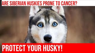 Avoiding Cancer in Siberian Huskies Tips amp Prevention [upl. by Arikahs253]