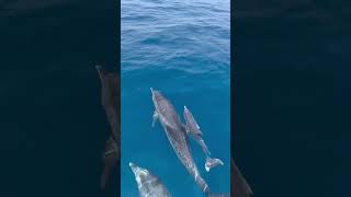 Dolphin🐬subscribe viralvideo like shorts ocean 🫧 [upl. by Lehcyar840]