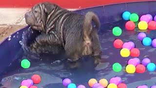 Cachorro Shar pei en piscinaloco por las bolas Perro reacciona a piscina llena de pelotas ⚽⚽⚽ [upl. by Finnie]