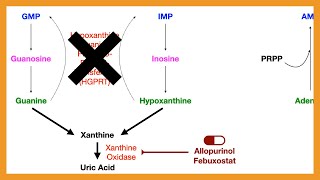 Purine Salvage Pathway [upl. by Stilla]