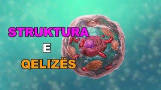 STRUKTURA E QELIZËS  Animacion 3D [upl. by Nohsal452]