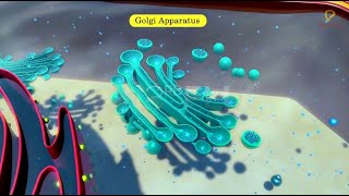 Practicallys Concepts  Golgi Apparatus  LearnPractically [upl. by Kalman]