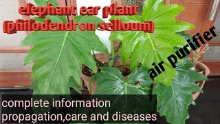 elephant ear plantphilodendron selloumurduhindi2019 [upl. by Lewes]