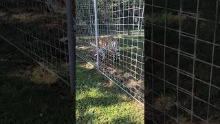 Shasta Tiger  Cool Morning Dew  CHUFFING [upl. by Guild972]