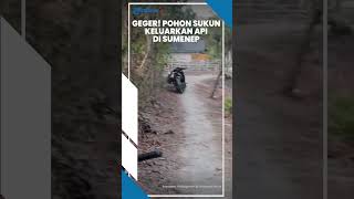 BIKIN GEGER WARGA Pohon Sukun di Sumenep Keluarkan Semburan Api [upl. by Nema]